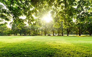 SunlightTree