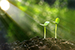 Young plant