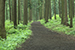 Hiking trail in the middle of forest
